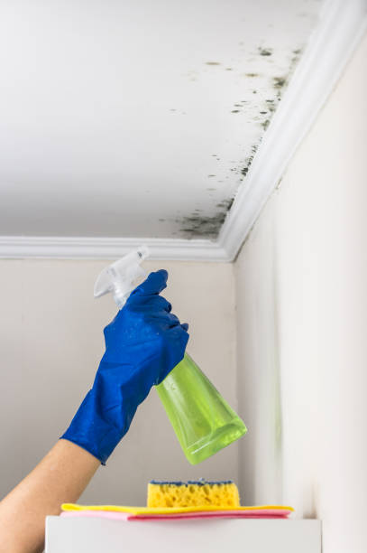 Best Health and Safety Mold Remediation in USA